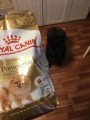 Royal Canin Adult Pomeranian 0.5 kg