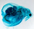 DELTA optical Genetic Bino