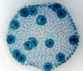 DELTA optical Genetic Bino