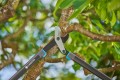 GARDENA EnergyCut Pro L 12051-20