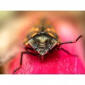 Olympus 90mm f/3.5 ED Macro IS Pro