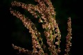 Carl Zeiss 100mm f/2.0 Milvus