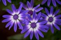 Carl Zeiss 100mm f/2.0 Milvus