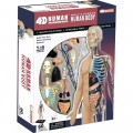 4D Master Half Cleared Human Body Anatomy Model 26085
