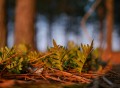 Panasonic 25mm f/1.7