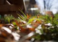 Panasonic 20mm f/1.7