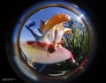 Lensbaby Circular Fisheye
