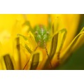 Sony 100mm f/2.8 GM FE Macro