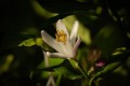 Carl Zeiss 100mm f/2.0 Milvus