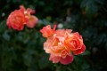 Sigma 17-40mm f/1.8 Art DC