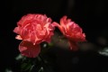 Sigma 17-40mm f/1.8 Art DC