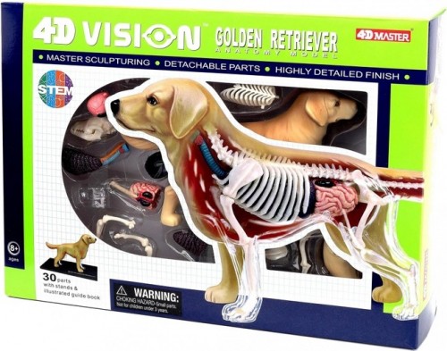 4D Master Golden Retriever 622007