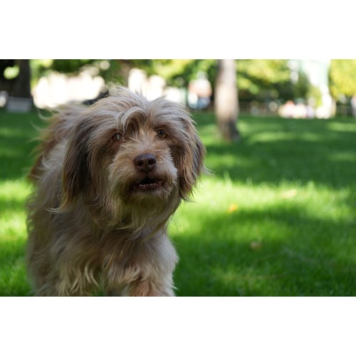 Sony 28-70mm f/3.5-5.6 FE OSS II