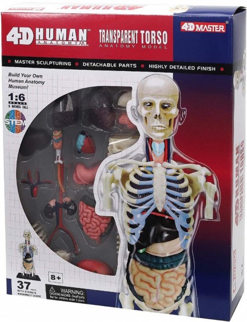 4D Master Transparent Torso 626108