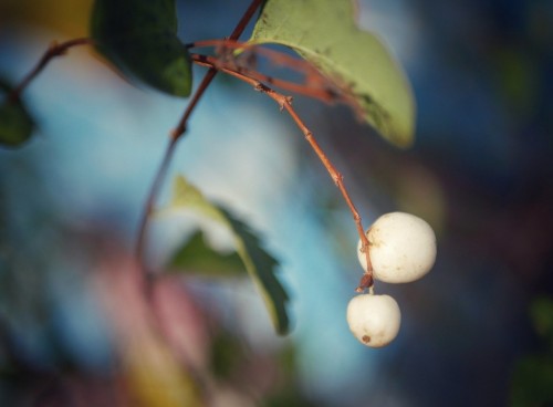 Panasonic 25mm f/1.7