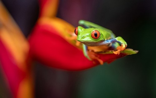 Tokina ATX-I 100mm f/2.8 FF Macro