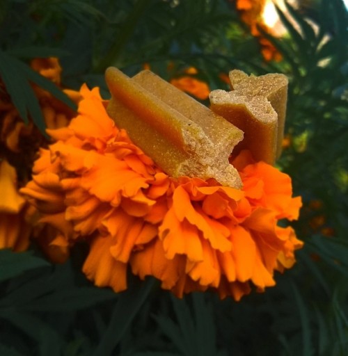 Pedigree DentaStix Dental Oral Care 7 pcs