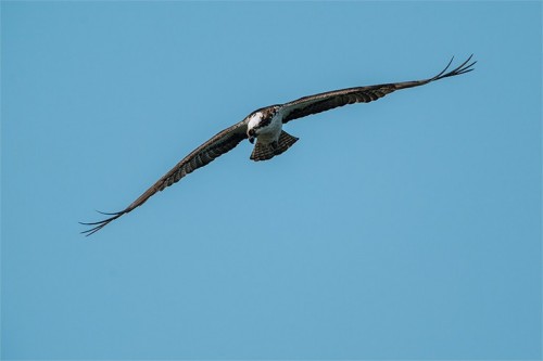 фото сделанное Sony FE 600mm F4 GM OSS