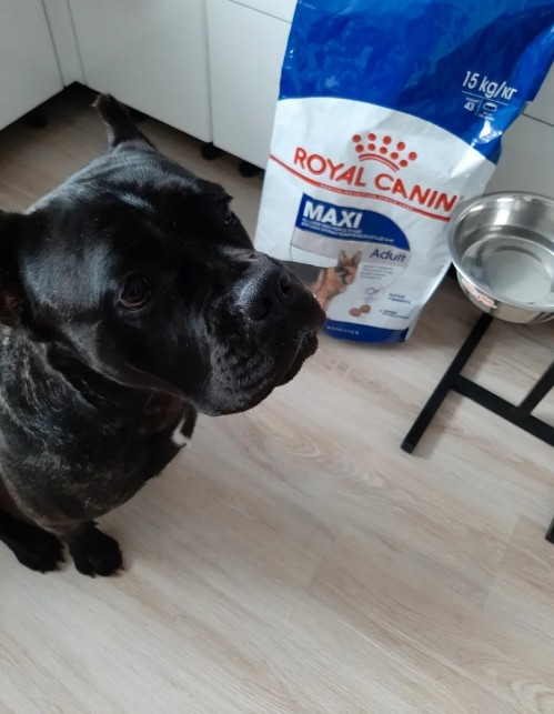 Royal Canin Maxi Adult 3 kg