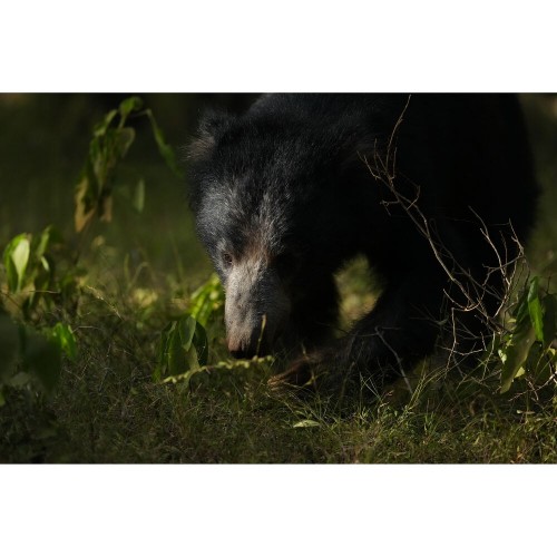 Sony A1 II