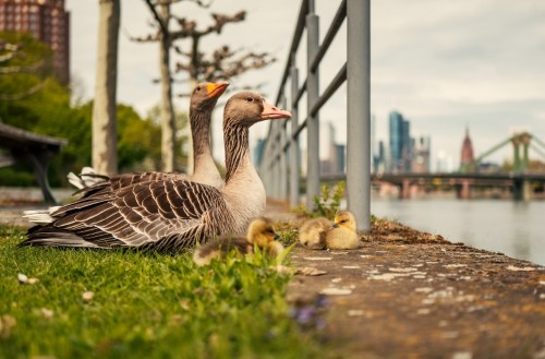 Panasonic 25mm f/1.7