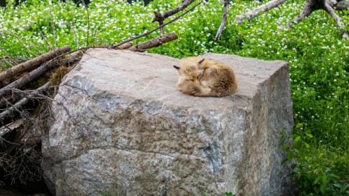 TTArtisan 35mm f/1.4