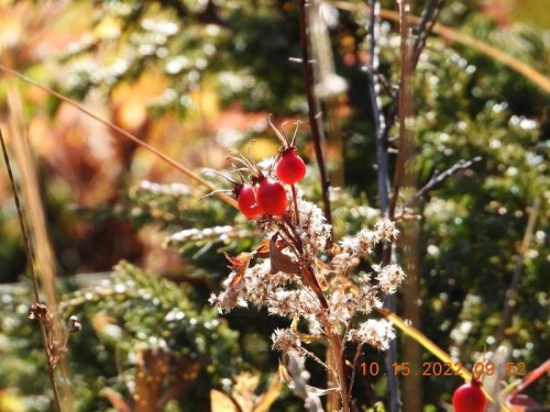Nikon Coolpix P1000
