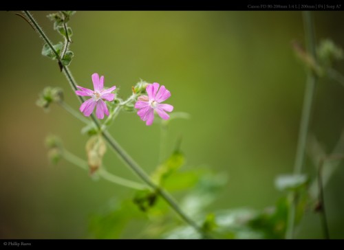 Фото сделанное Sony A7