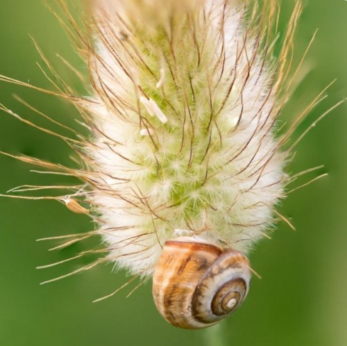 Irix 150mm f/2.8 Macro