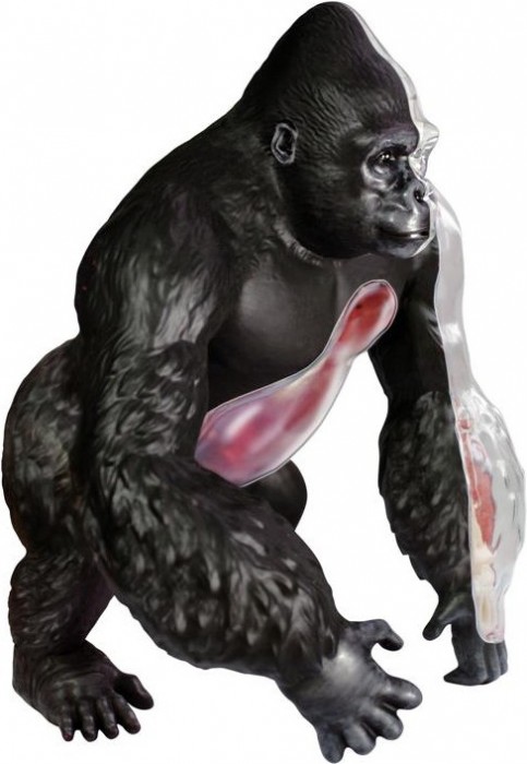 4D Master Gorilla 622012