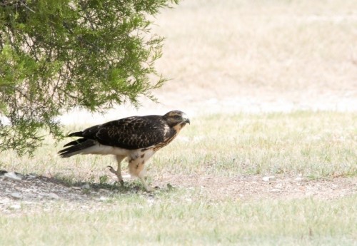 Фото птицы с объективом Nikon 80-400mm f/4.5-5.6D ED