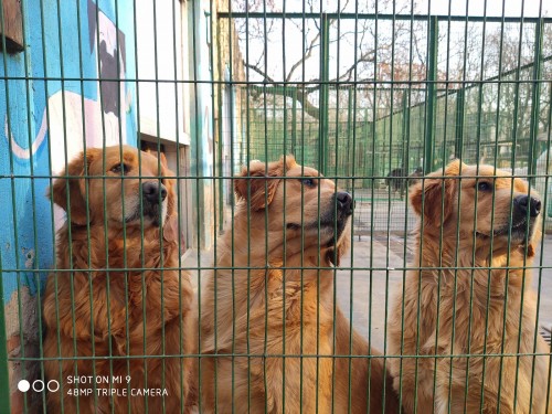 Фотография сделана Xiaomi Mi 9