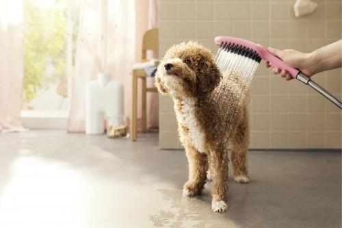 Hansgrohe DogShower 150 26640700