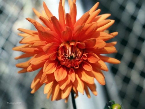 TTArtisan 35mm f/1.4