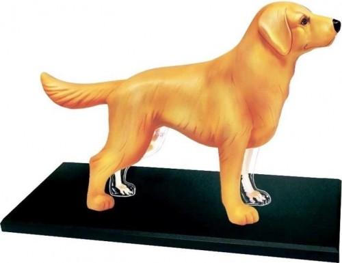 4D Master Golden Retriever 622007