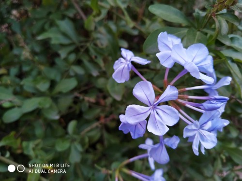 Фотография сделанная Xiaomi Mi 8 Lite