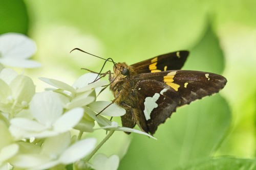 Fuji XF 80mm F2.8 R LM OIS WR Macro