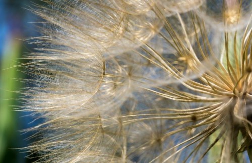 Irix 150mm f/2.8 Macro