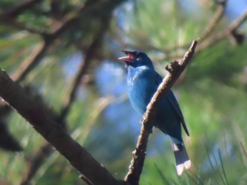 Canon PowerShot SX740 HS