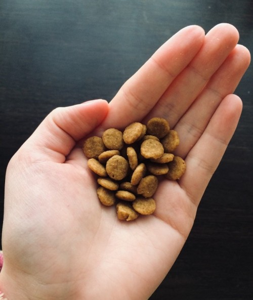 Royal Canin Mini Dermacomfort 3 kg