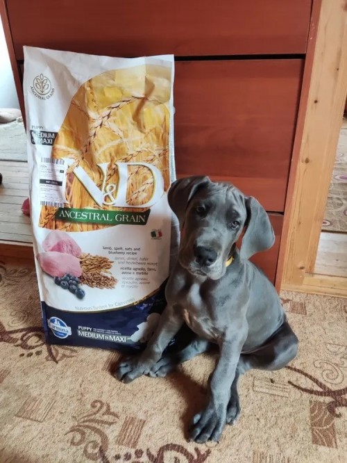 Farmina A/G Puppy Med/Max Lamb/Blueberry 2.5 kg