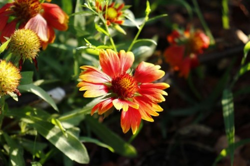Canon 18-55mm f/4.0-5.6 EF-S IS STM