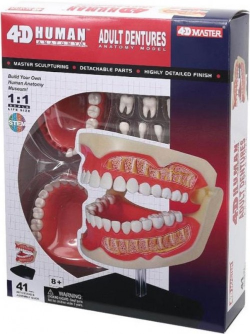 4D Master Adult Dentures 626015