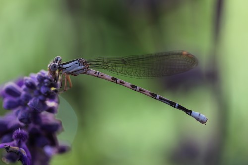 Фото сделанное Canon EOS 60D