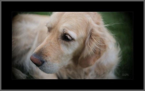 TTArtisan 35mm f/1.4