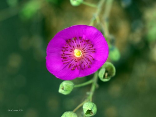 TTArtisan 35mm f/1.4