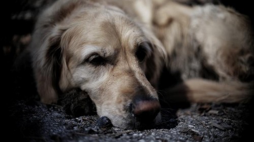 TTArtisan 35mm f/1.4