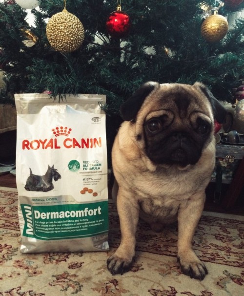 Royal Canin Mini Dermacomfort 3 kg