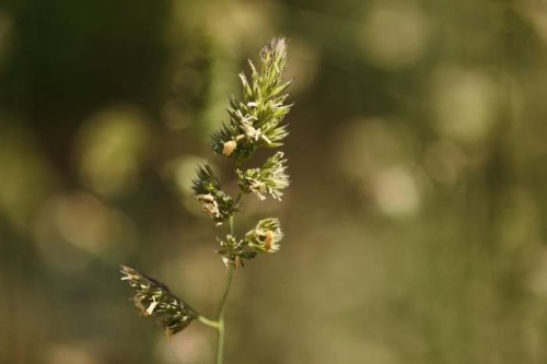 Canon RF 85mm f/2 Macro IS STM