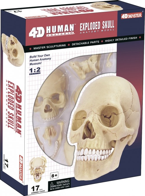 4D Master Exploded Skull Model 26086